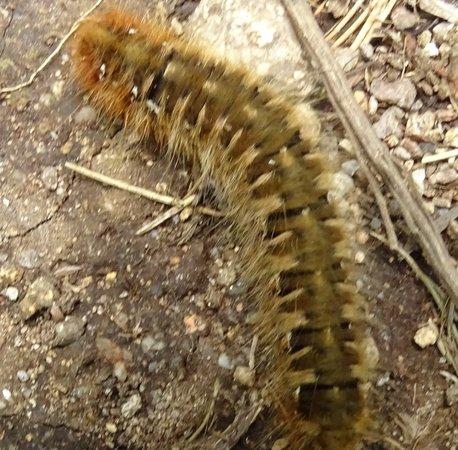 Lasiocampa quercus